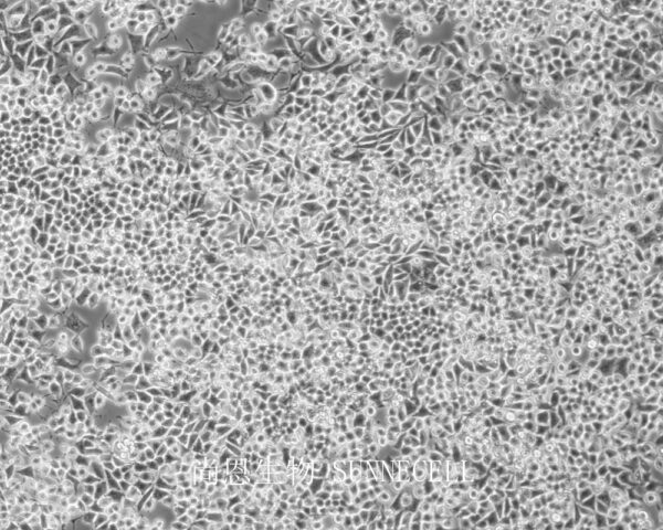 RLE-6TN(大鼠Ⅱ型肺泡上皮细胞)