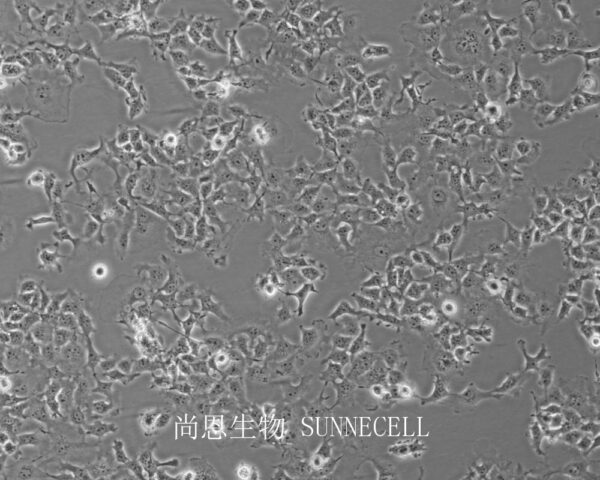 COS-1(非洲绿猴SV40转化的肾细胞)