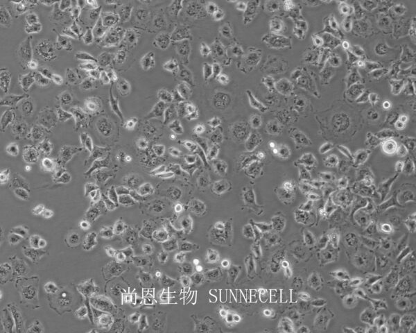 DH82(犬巨噬细胞/狗肾恶性组织细胞增生症细胞)