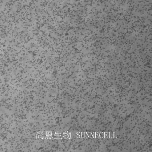 L1210(小鼠白血病细胞)