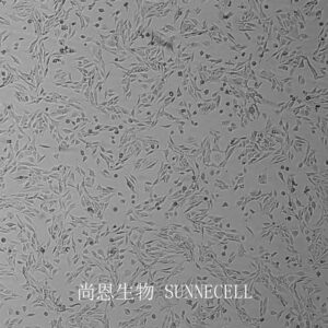 MS1(小鼠胰岛内皮细胞)