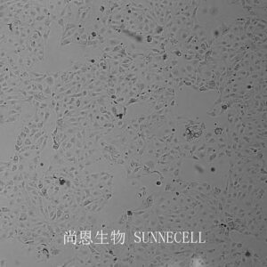 NCI-H2347(人肺癌细胞)