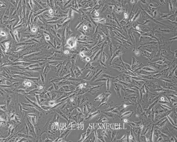 NCI-H2452 [H2452](人间皮瘤细胞)