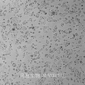NCI-H520(人肺鳞癌细胞)