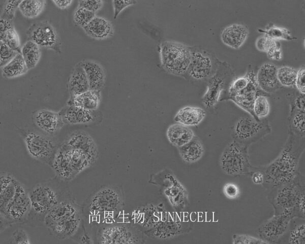 NCI-H661(人大细胞肺癌细胞)