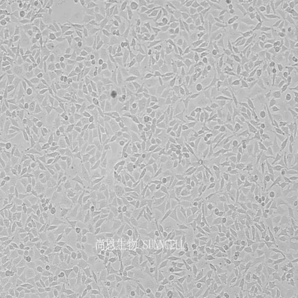 NCTC clone 929 [L cell, L-929](小鼠成纤维细胞)