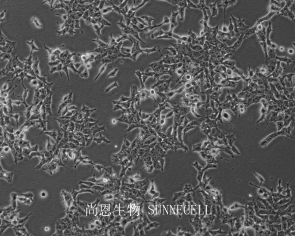NE-4C(小鼠神经干细胞)(暂不出售)