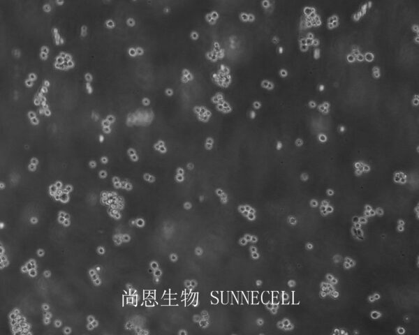 S-180(小鼠腹水瘤细胞)