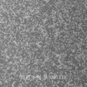 SK-MEL-1(人皮肤黑色素瘤细胞)