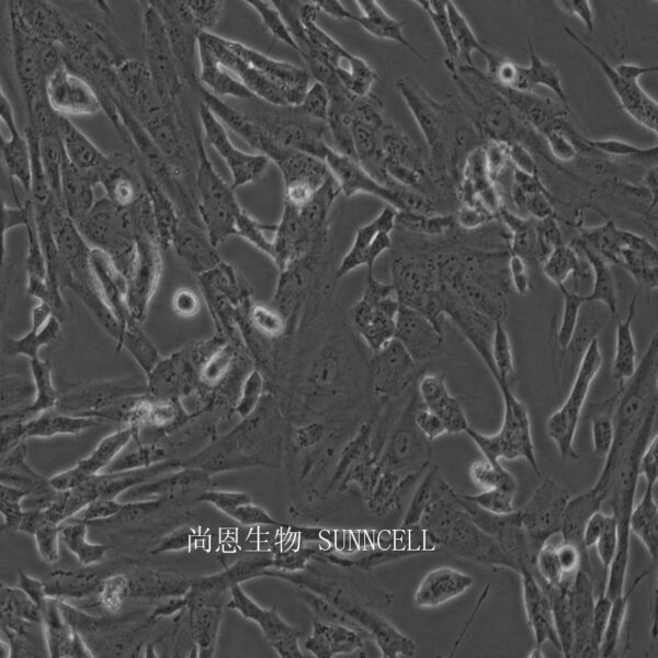 SK-N-SH(人神经母细胞瘤细胞)