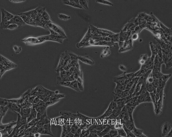 SUM159PT(人乳腺癌细胞系)
