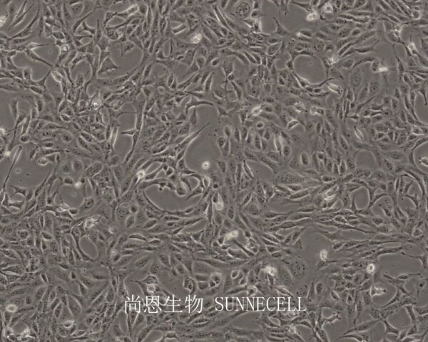 SV40 MES 13(小鼠肾小球系膜细胞)