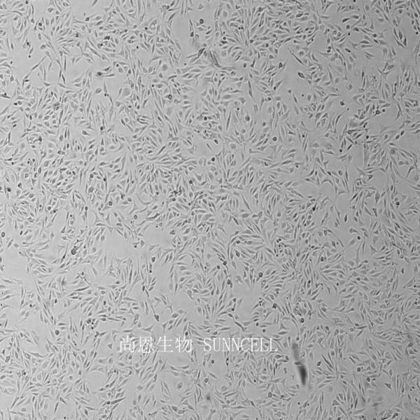 SVEC4-10(小鼠淋巴结内皮细胞)