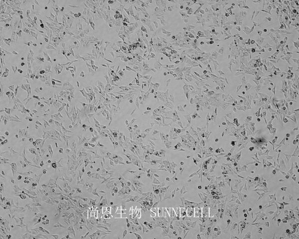 UMR-106(大鼠骨肉瘤细胞)