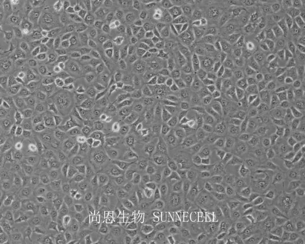 WB-F344(大鼠肝上皮样干细胞)