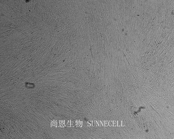 WI-38(人胚肺细胞)(暂不出售)