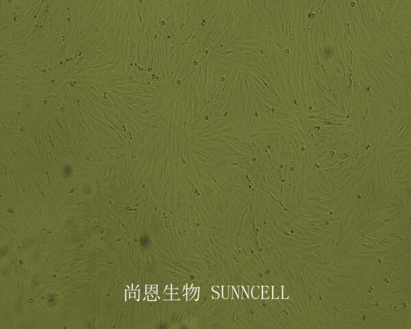 SF126(人胶质母细胞瘤细胞)