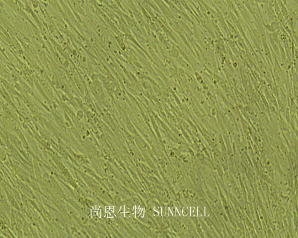 HFF-1(人皮肤成纤维细胞)(暂不出售)