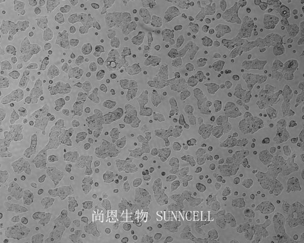 SW837(人结直肠癌上皮细胞)