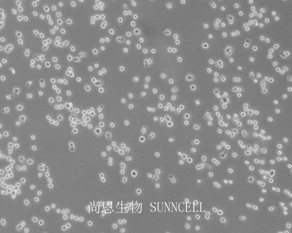 WEHI-3(小鼠白血病细胞)