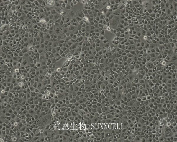 NCI-H508(人盲肠癌细胞)
