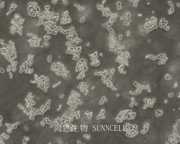 Y79(人视网膜母细胞瘤细胞)