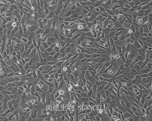 C17.2(小鼠神经干细胞)