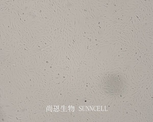 SJSA-1(人骨肉瘤细胞)