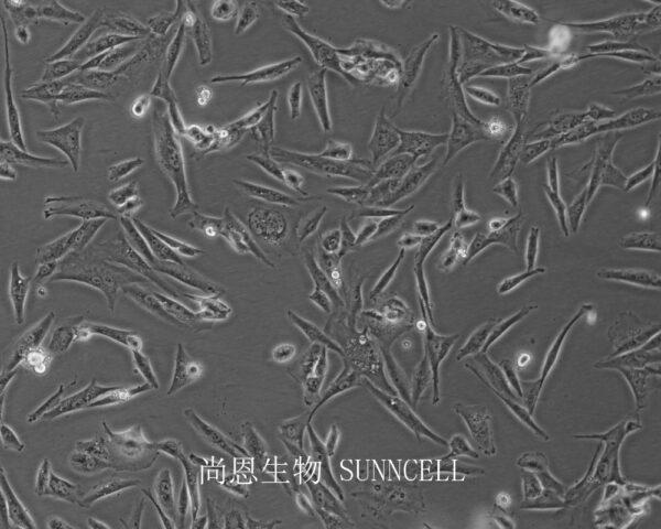 HKF(SV40)(人瘢痕疙瘩成纤维细胞永生化)