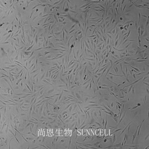 NCI-H196(人小细胞肺癌细胞)
