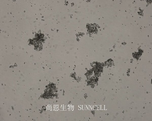 NCI-H526(人小细胞肺癌细胞)