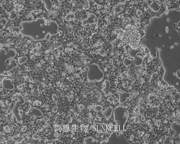 266-6(小鼠胰腺腺泡癌细胞)