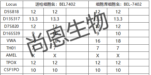 BEL-7402(人肝癌细胞)(暂不出售)STR分型结果及匹配其细胞库信息